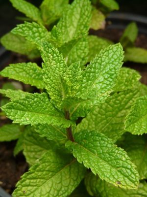mint, plant, aromatic plant, medicinal plant, bee pasture plant, culinary herbs, seasoning, green, nature, leaves, mint, mint, mint, mint, mint