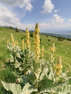 Wild Mullein (Seasonal)
