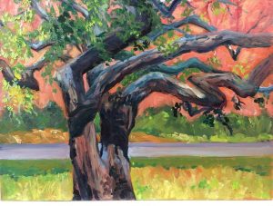Jemez Cottonwood