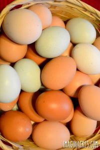Farm Fresh Eggs